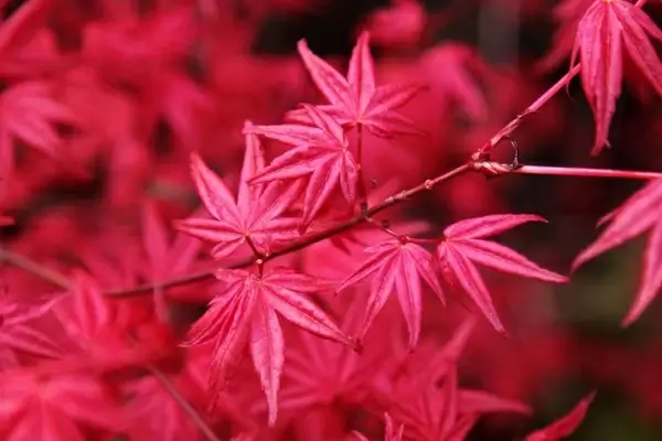 japanese maple