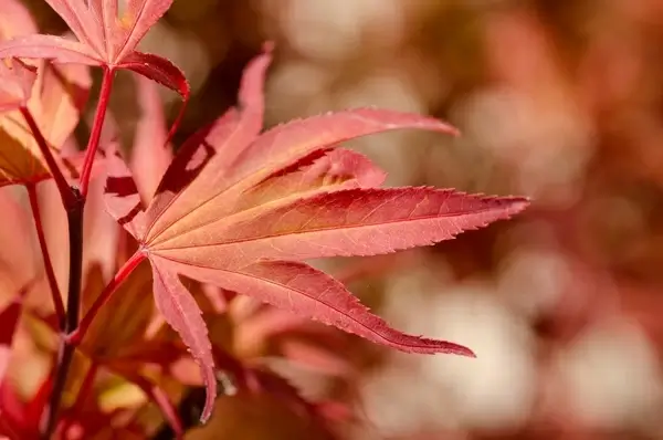 japanese maple 