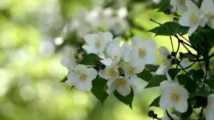 Jasmine flower