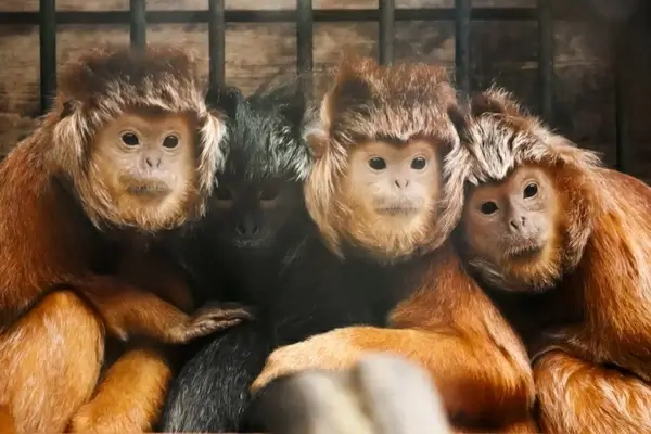 javan lutung