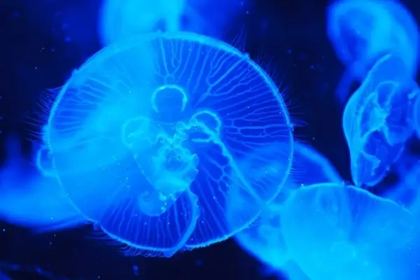 jellyfish detail