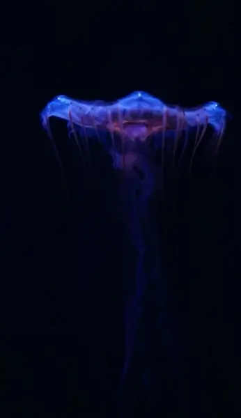jellyfish in dark