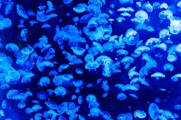 jellyfish pattern