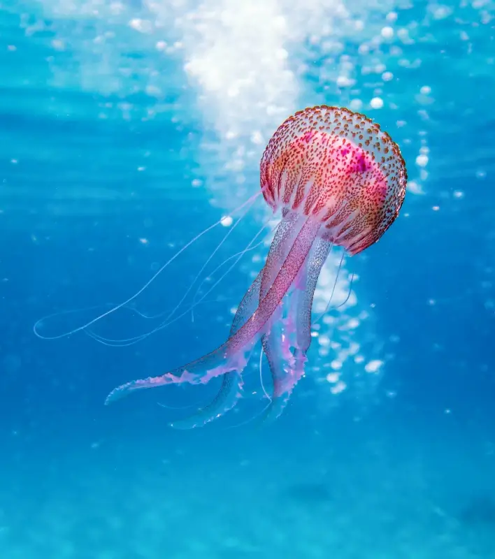 jellyfish scene picture bright elegance 