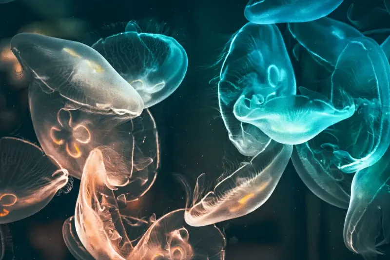 jellyfish school picture contrast dynamic 