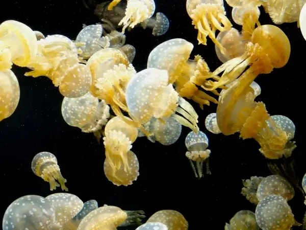 jellyfish sea life underwater