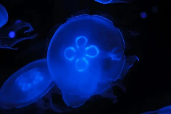 jellyfish underwater