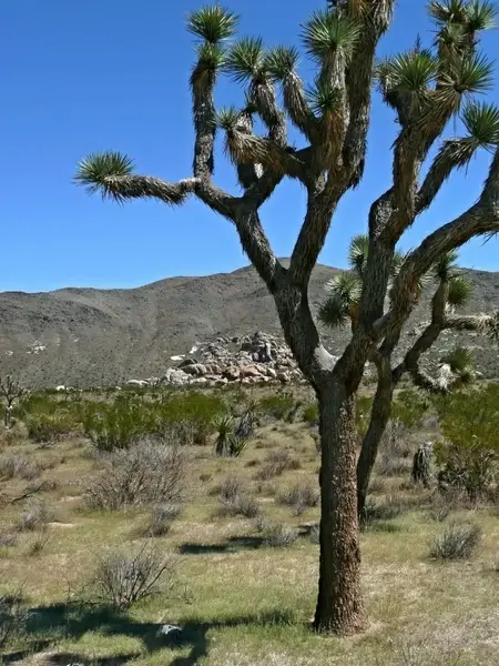 joshua tree joshua tree national park