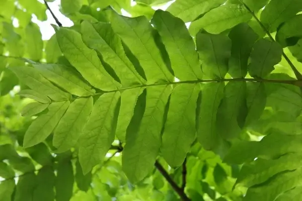 journal green leaf fronds