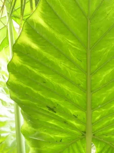 journal large green