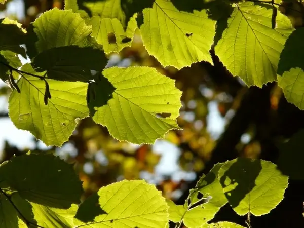 journal leaves back light