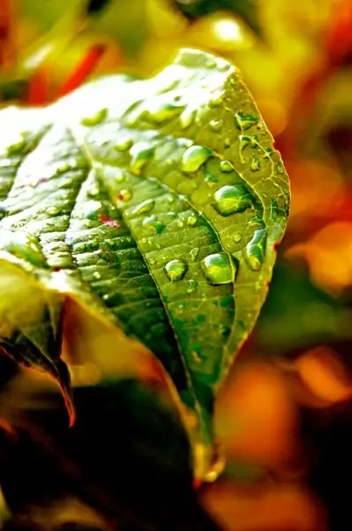 journal water drop of water