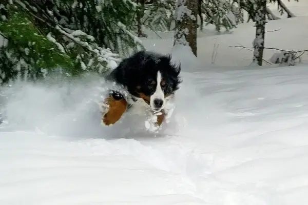 jumping dog bernese mountain dog