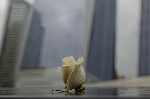 just a white rose to remember you