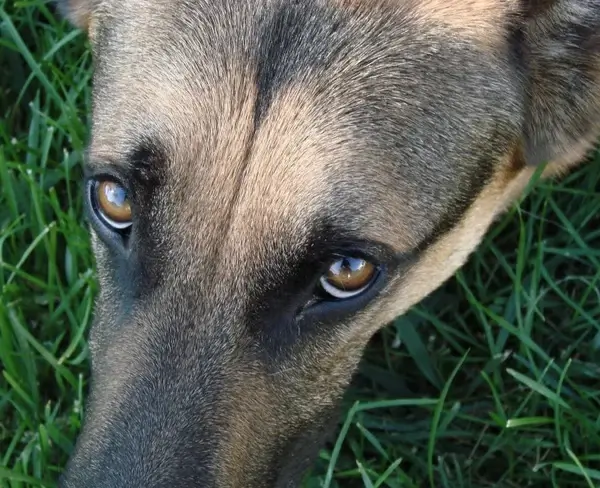 k 9 at rest