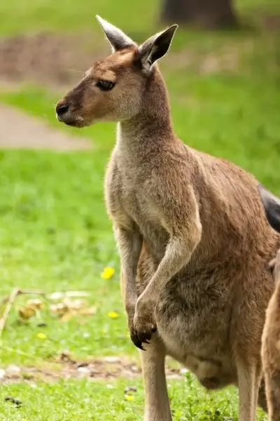 kangaroo