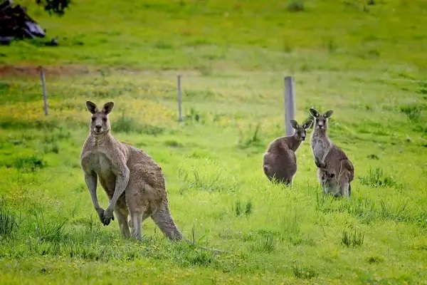 kangaroo australia macropus giganteus