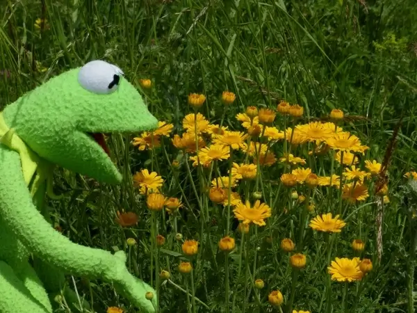 kermit frog to watch