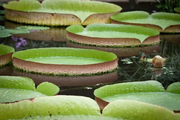 kew 8502jpg