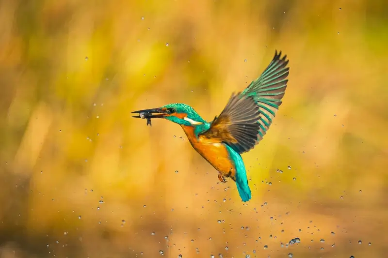kingfisher hunting scene picture dynamic closeup