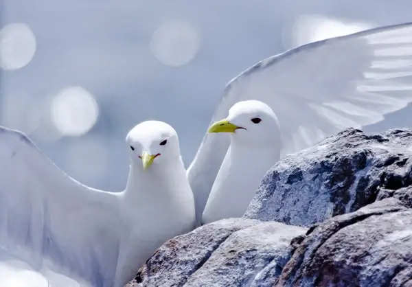 kittiwakes in love