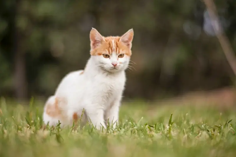 kitty picture cute elegance 