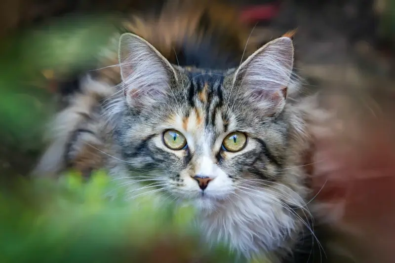 kitty picture looking face closeup 