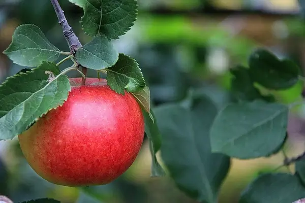 kivik 