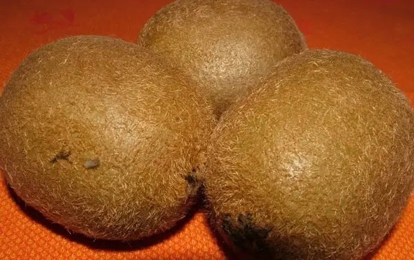 kiwi