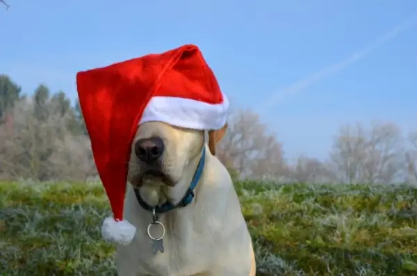 funny dog wearing red christmas hat