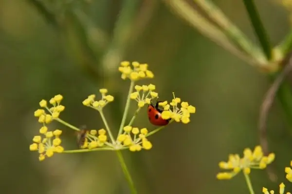 ladybird