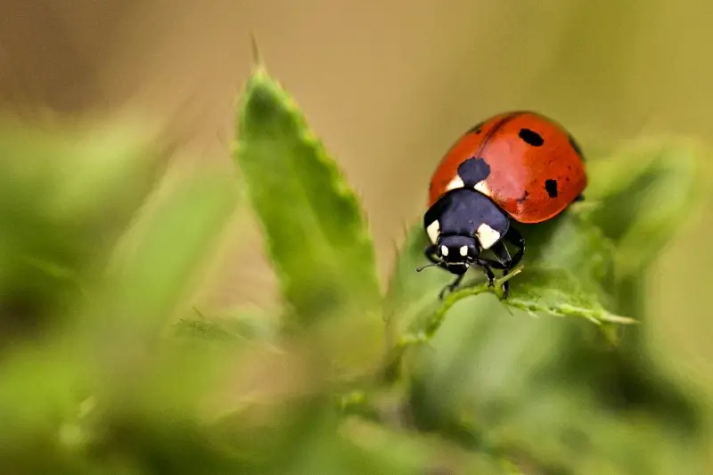 ladybug backdrop picture closeup blurred