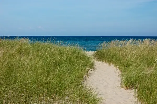 lake michigan dune grass