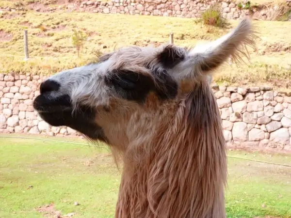lama alpaca animal 