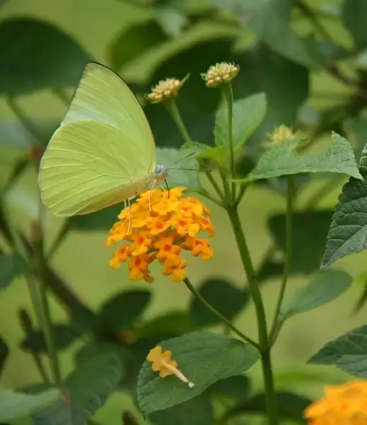 lantana verbenaceae climber
