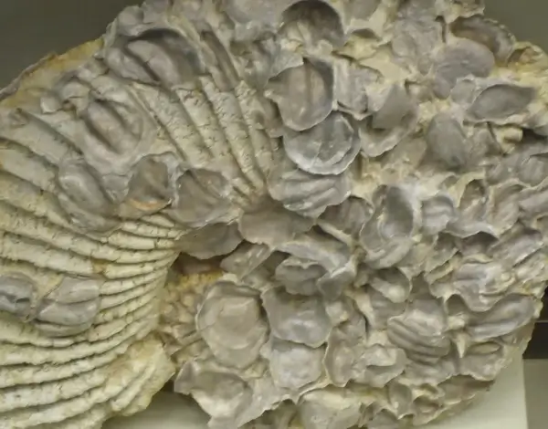 large fossilized ammonite shell