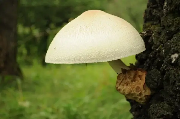 large mushroom