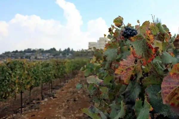 late late grapes in gush etzion