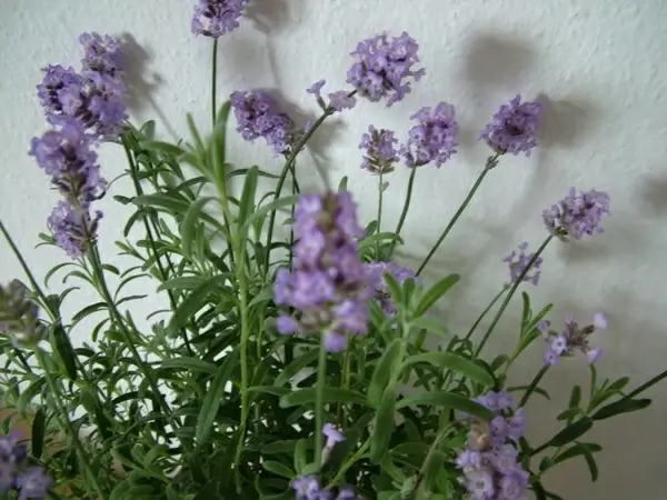 lavender