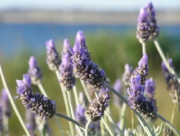 lavender closeup
