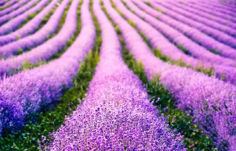 lavender field scenery picture elegant bright