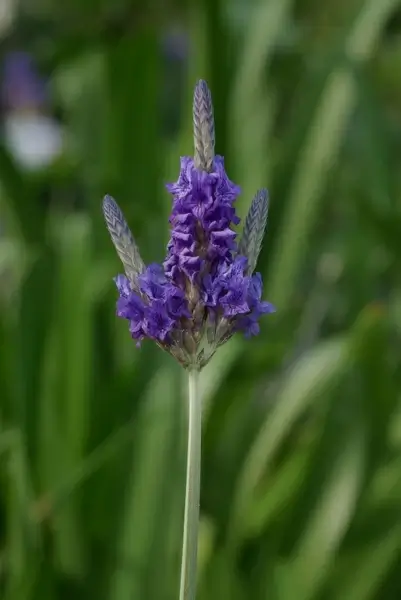 lavender lavandula multifida lamiaceae