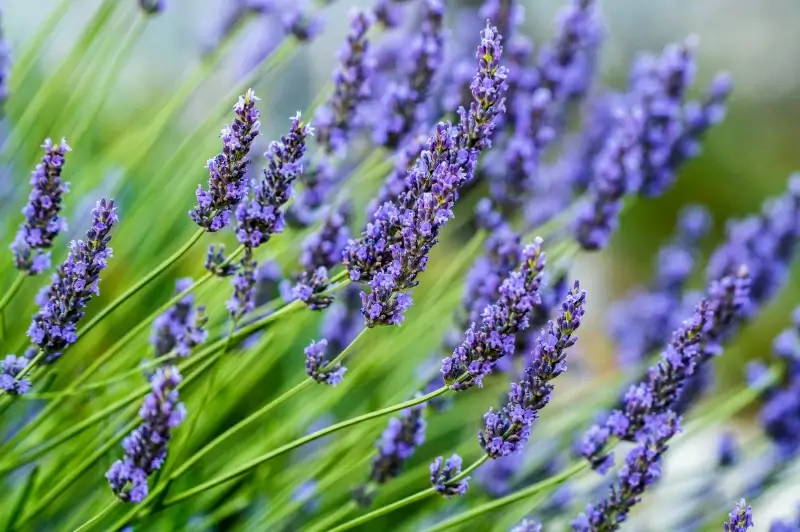 lavender picture elegant closeup
