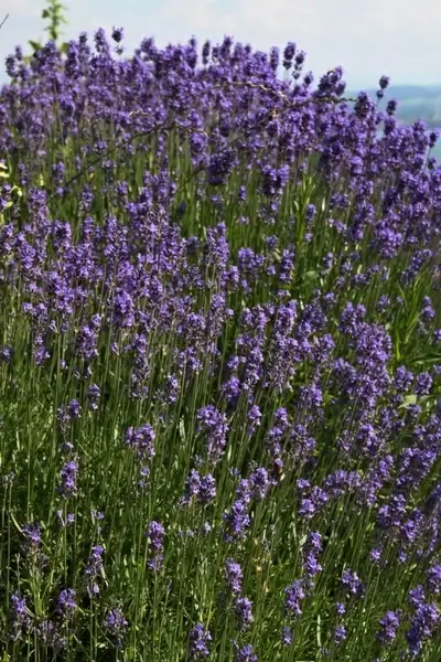 lavender plant purple