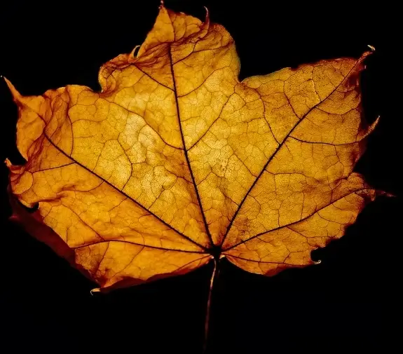 leaf