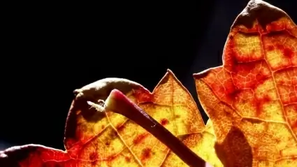 Leaf