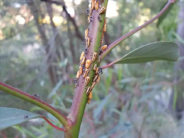 leaf hoppers galore