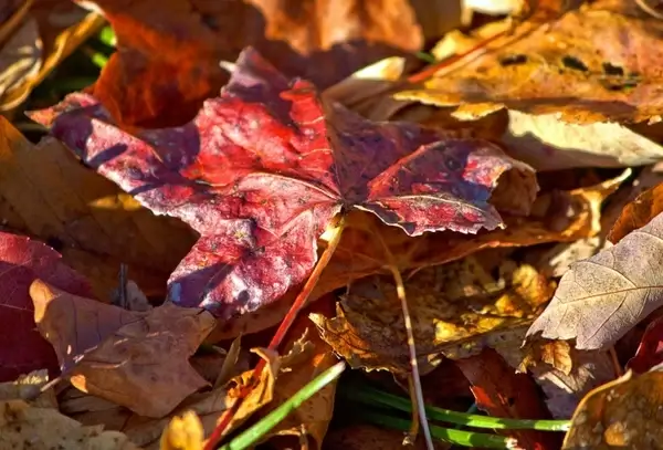 leaf leaves sweet gum