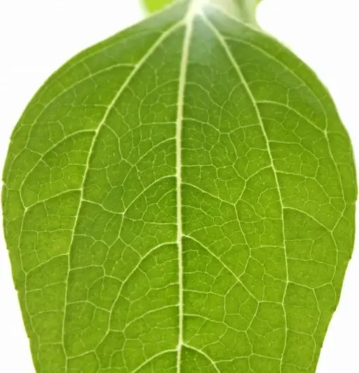 leaf nature plant