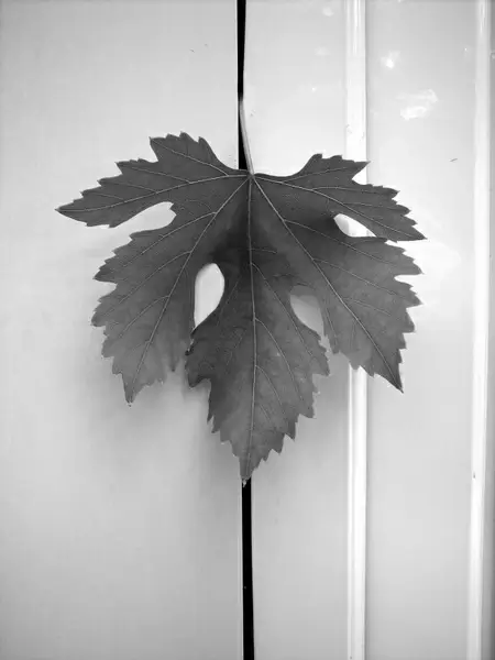 leaf screw vineyard